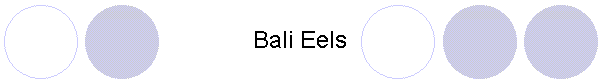 Bali Eels